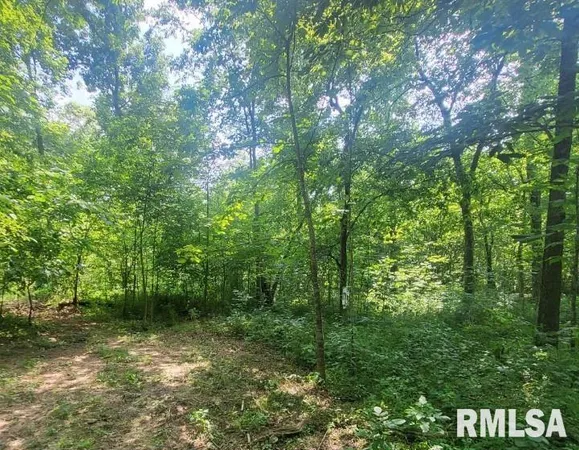 a view of a forest with trees in the background