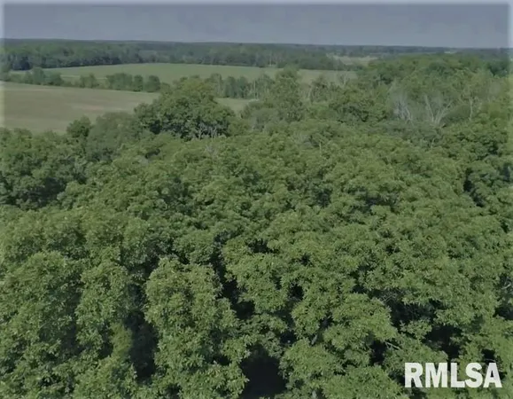a view of a field with a forest