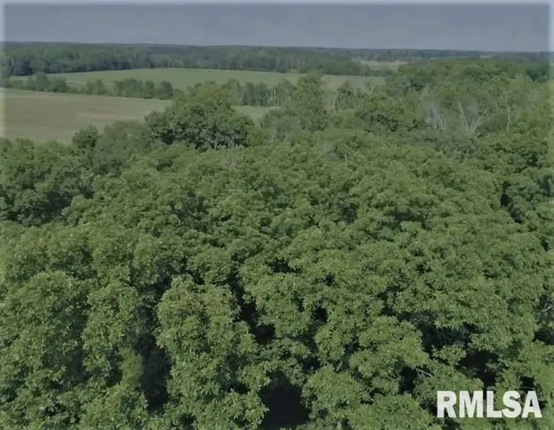 a view of a field with a forest