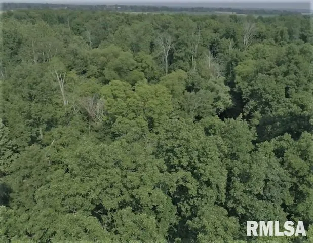 a view of a forest with lots of trees
