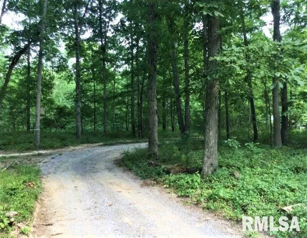 a view of a forest with trees in the background