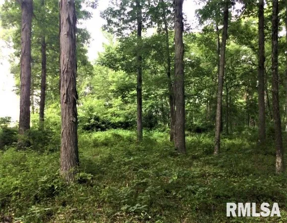 a big yard with lots of green space and trees