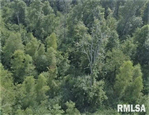 a view of a forest with lots of trees