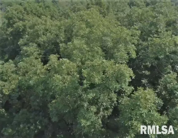 a view of a forest with a street