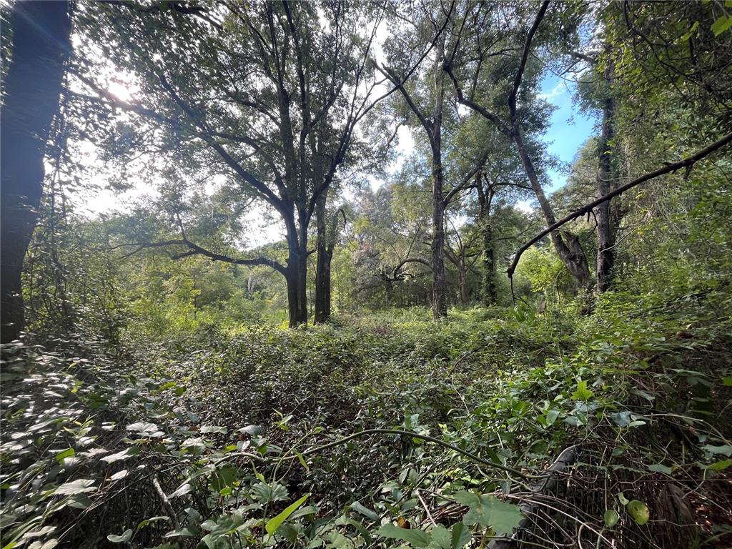 305 Milton Avenue Interlachen, FL 32148 - Photo 2 of 8