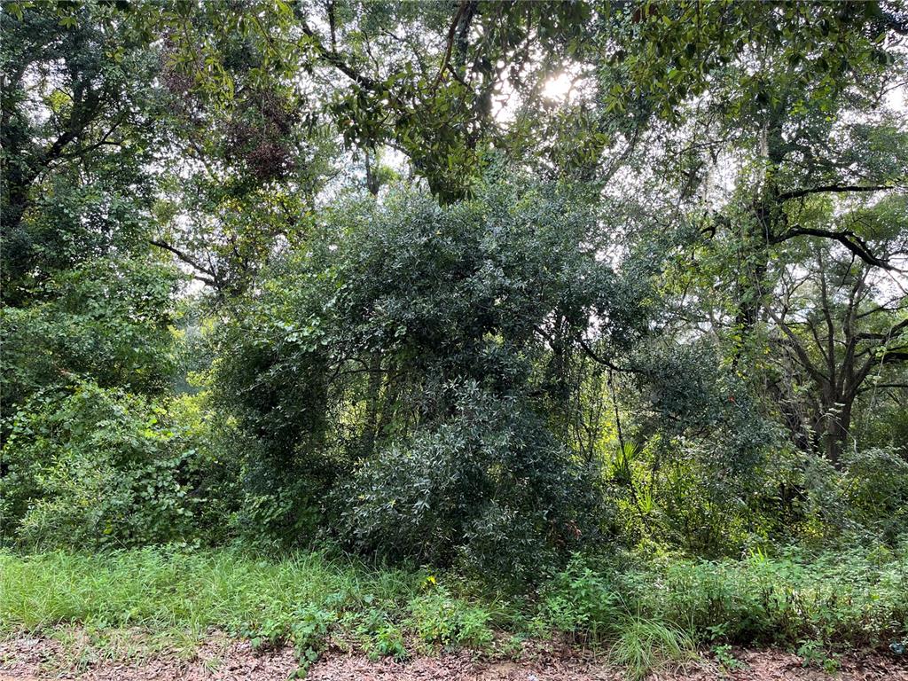 305 Milton Avenue Interlachen, FL 32148 - Photo 7 of 8