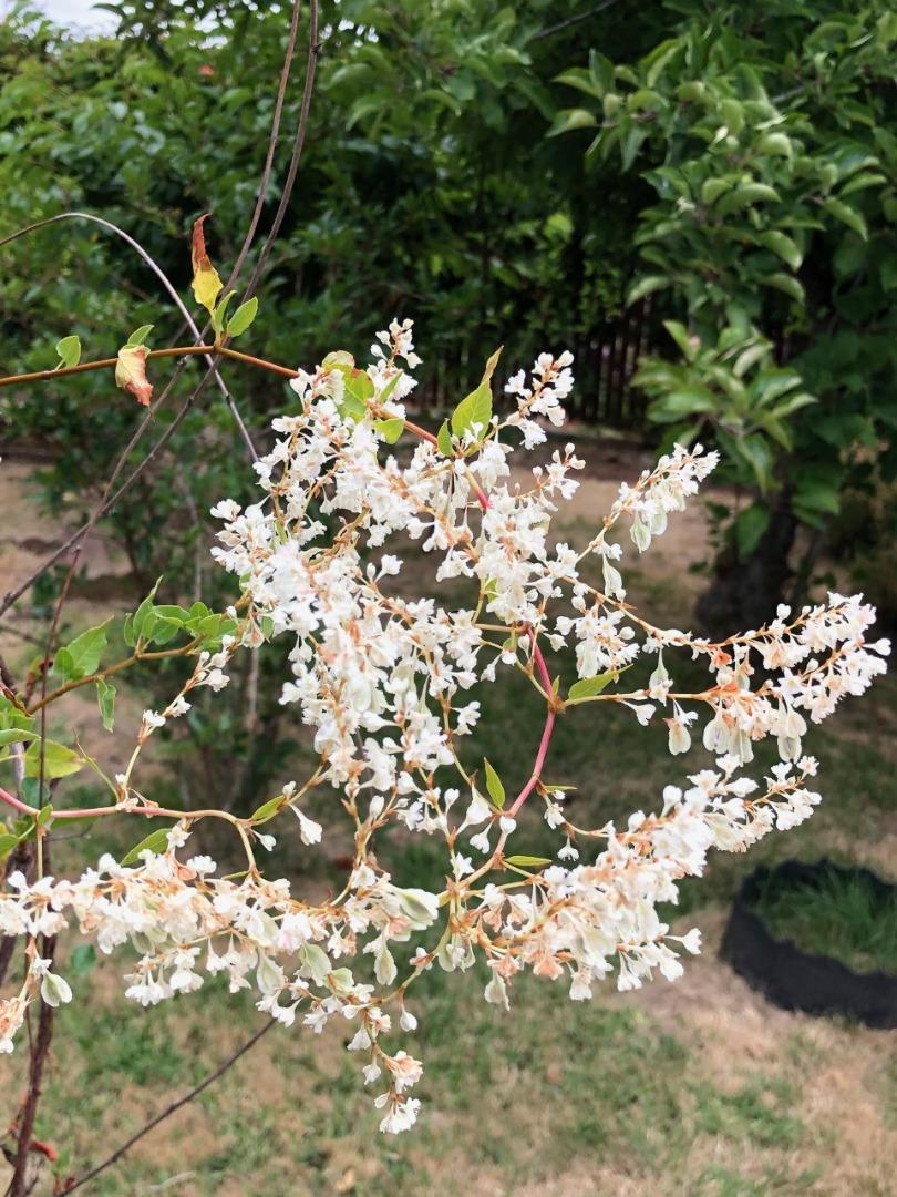 2933 Hardeman Street Hayward, CA 94541 - Photo 19 of 35 a picture of tree