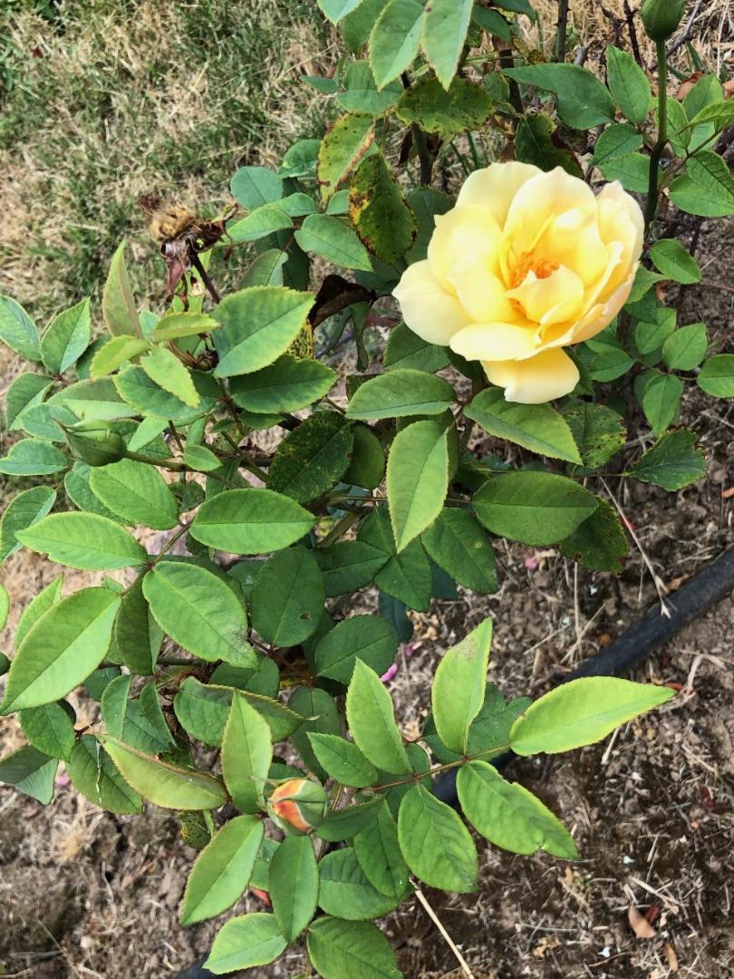 2933 Hardeman Street Hayward, CA 94541 - Photo 20 of 35 a view of a flower in a garden