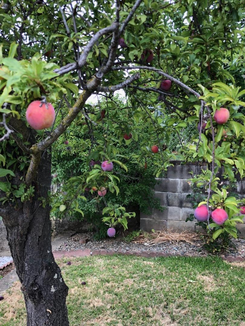 2933 Hardeman Street Hayward, CA 94541 - Photo 21 of 35 a view of a flower in a yard
