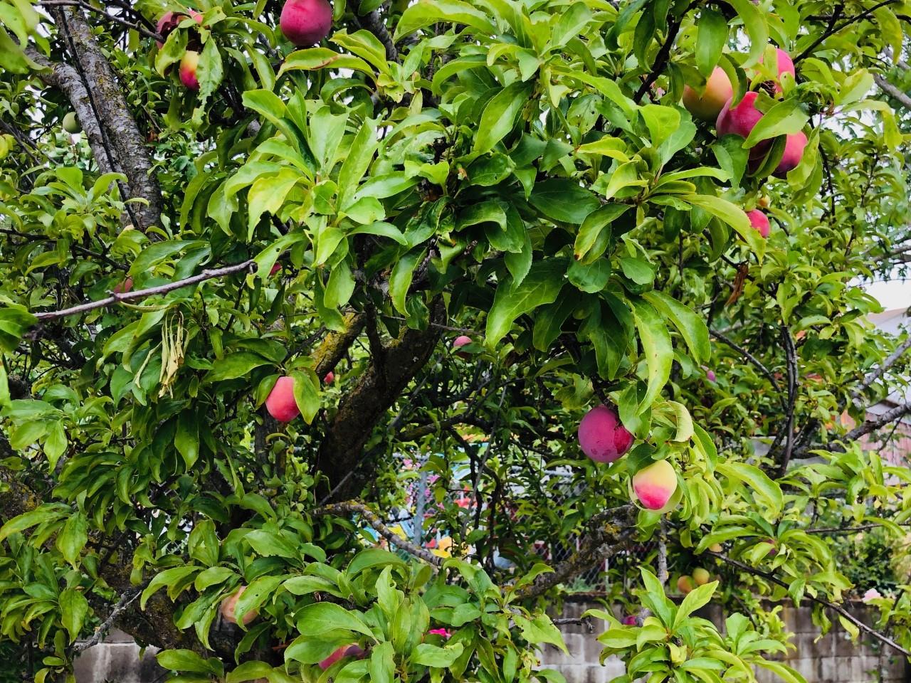 2933 Hardeman Street Hayward, CA 94541 - Photo 22 of 35 a view of a flower in a tree