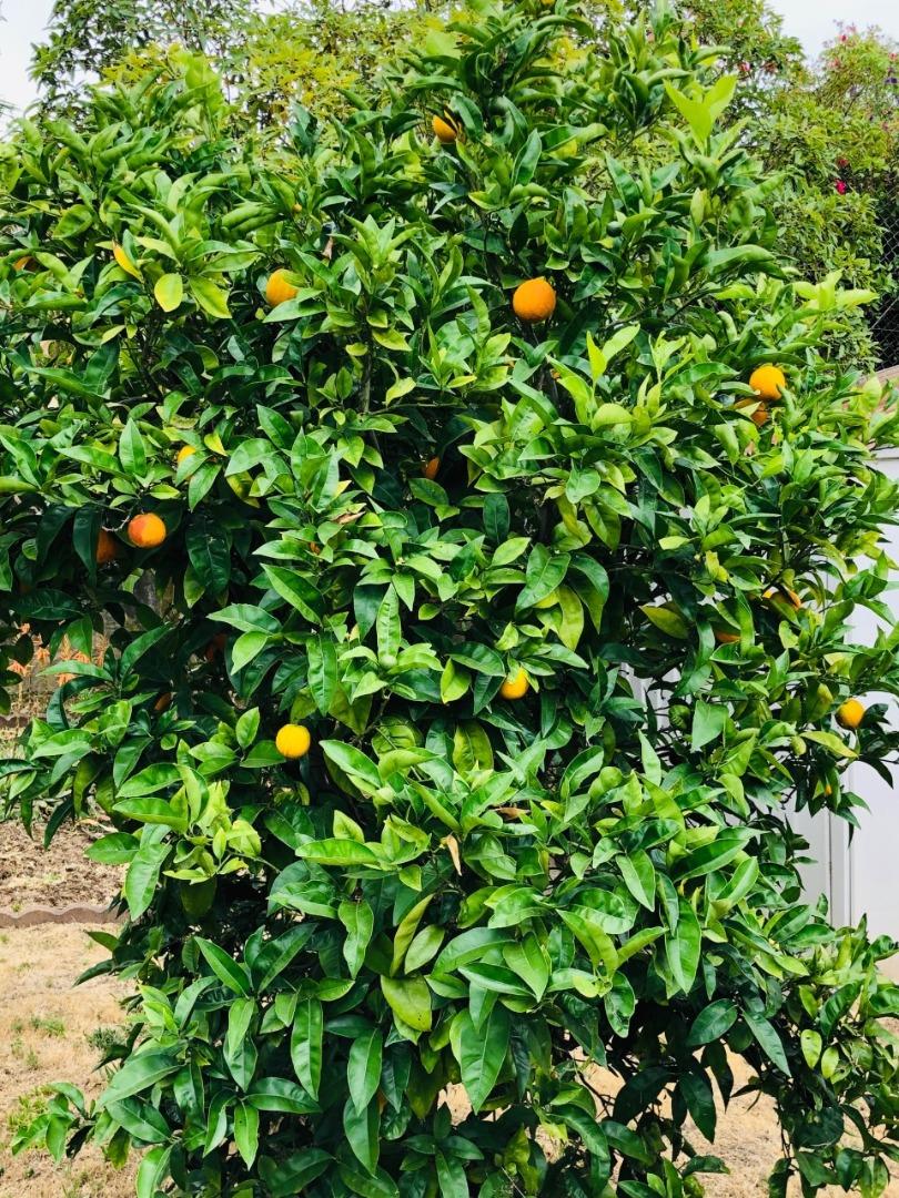 2933 Hardeman Street Hayward, CA 94541 - Photo 23 of 35 a view of a tree in a garden