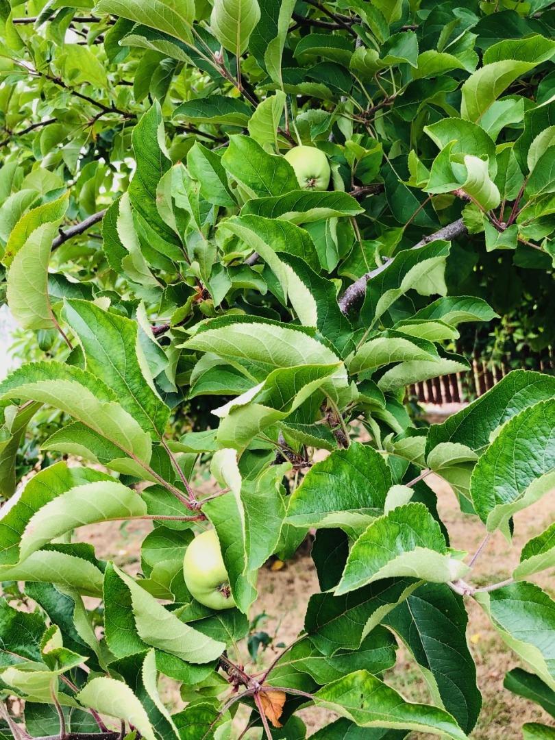 2933 Hardeman Street Hayward, CA 94541 - Photo 24 of 35 a close up of a plant