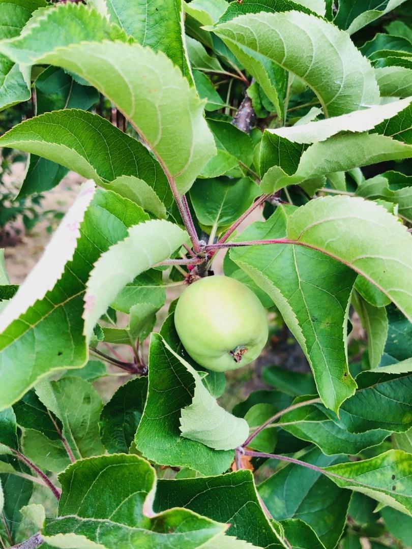 2933 Hardeman Street Hayward, CA 94541 - Photo 25 of 35 a view of a garden