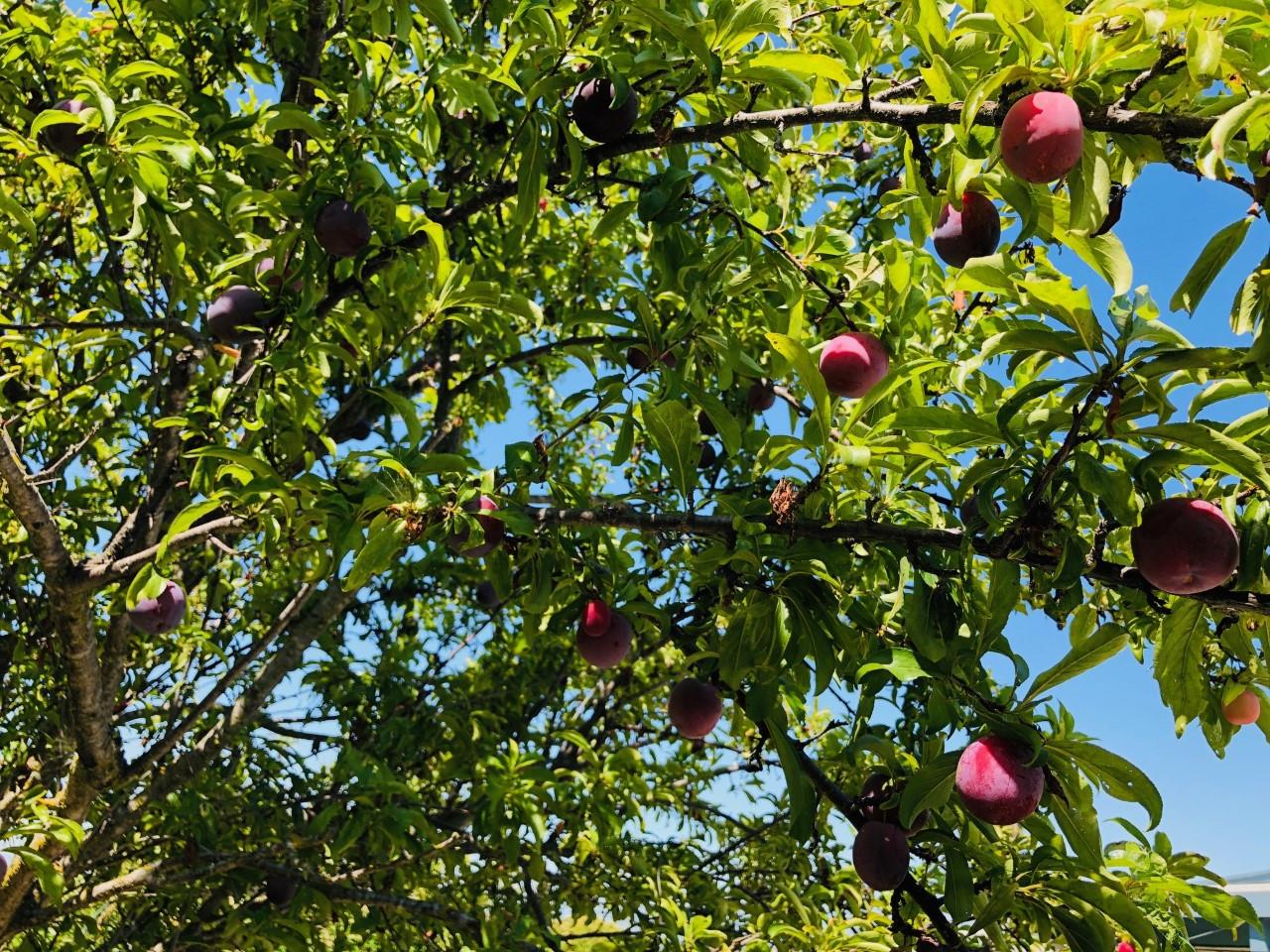 2933 Hardeman Street Hayward, CA 94541 - Photo 26 of 35