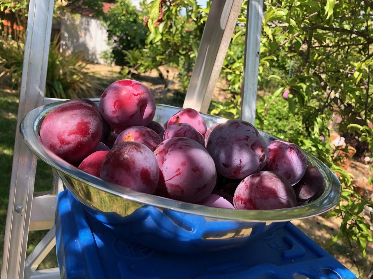 2933 Hardeman Street Hayward, CA 94541 - Photo 27 of 35 a view of a backyard with plants and outdoor seating