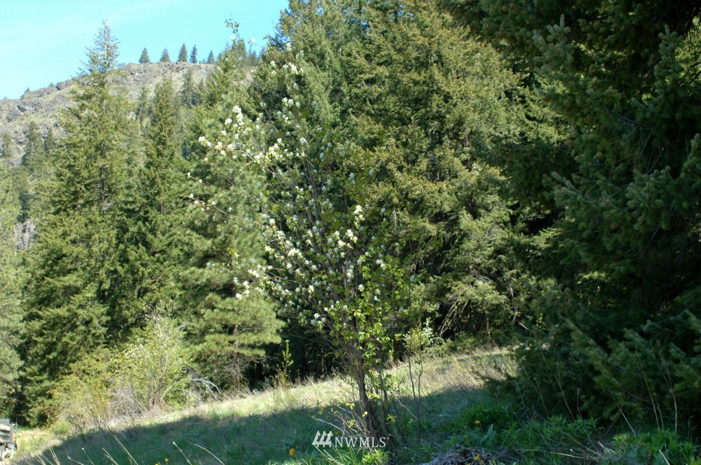 66 Chechaquo Ranch Road Mazama, WA 98833 - Photo 4 of 25 Gallery Image 4