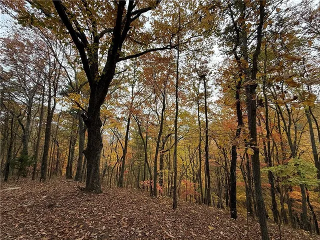 a backyard of a house with lots of trees