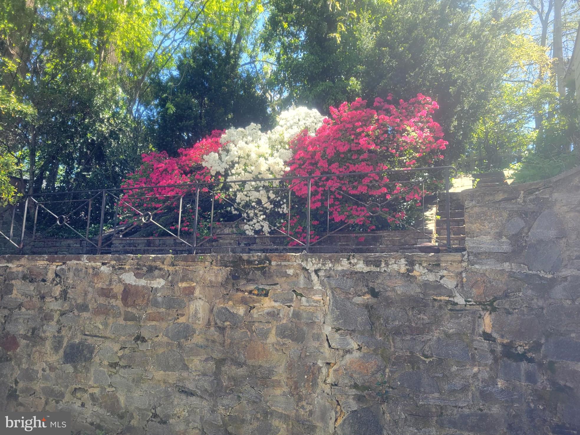 5211 Springlake Way Baltimore, MD 21212 - Photo 9 of 18 Back yard