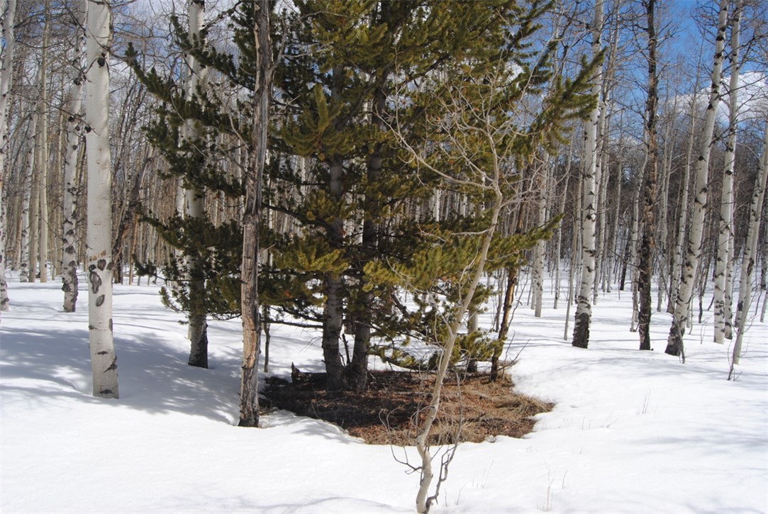 507 Lumberjack Road Fairplay, CO 80440 - Photo 3 of 27 Gallery Image 3