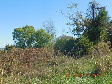 16.65-ac Irvine Road Science Hill, KY 42553 - Photo 5 of 5 DSCN145 acreage scene 6