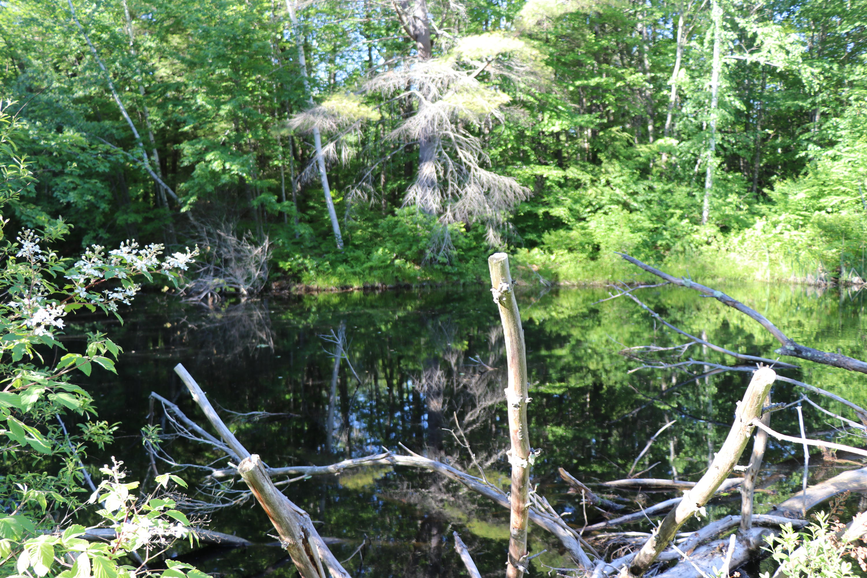 22 Vermette Lane Springvale, ME 04083 - Photo 37 of 37 IMG_2736 (1)