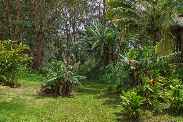a view of a yard