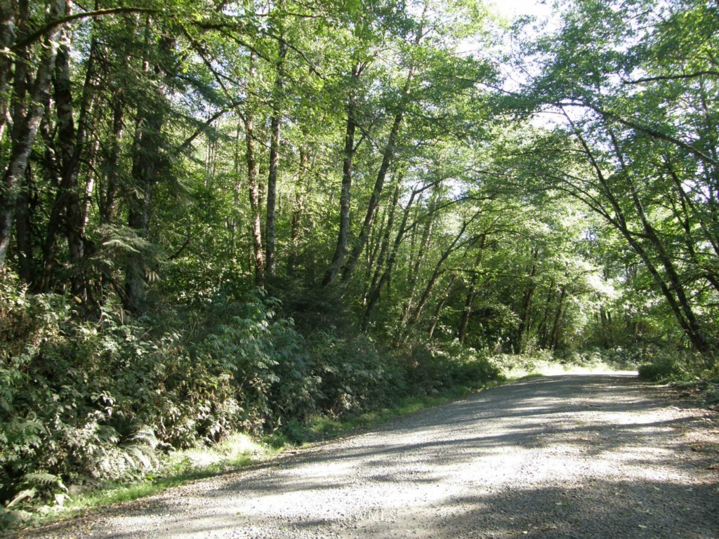 0 Wilson Creek Road Raymond, WA 98577 - Photo 1 of 11 Gallery Image 1