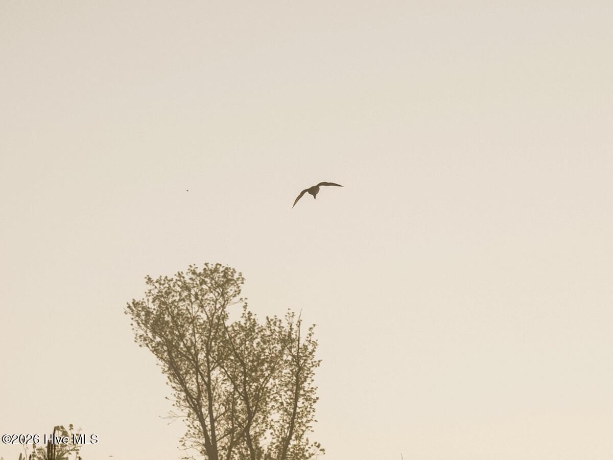 0 Durwood Evans Road Beulaville, NC 28518 - Photo 3 of 68 3. Waterfowl