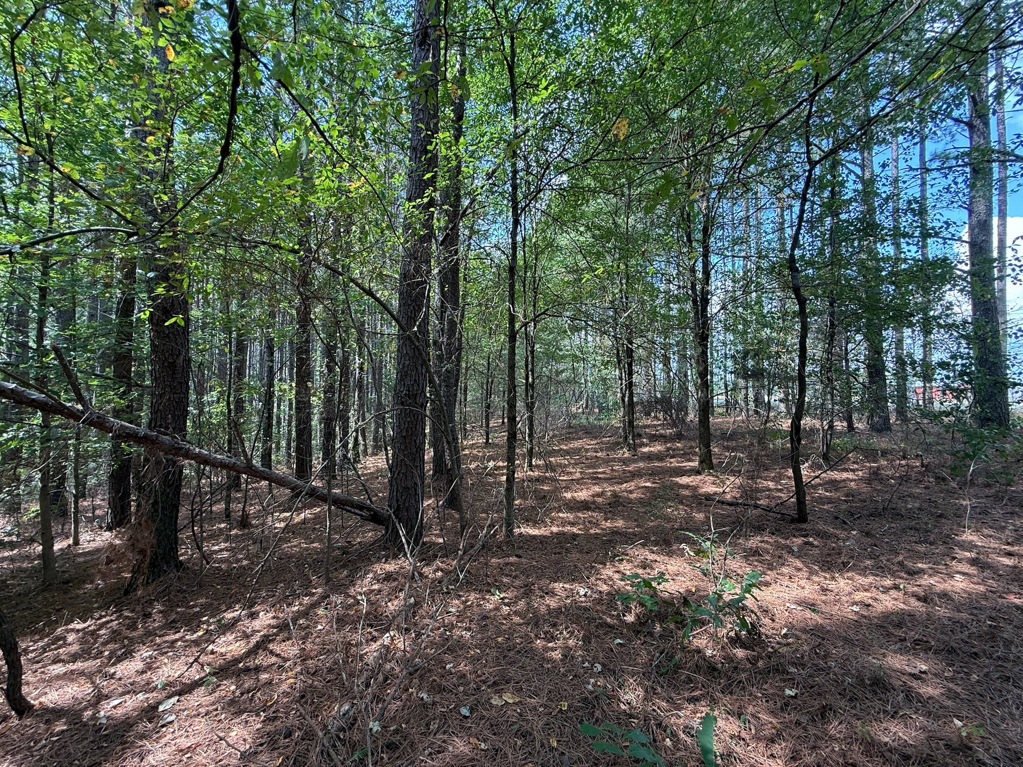 145 Brier Hill Road Ethridge, TN 38456 - Photo 11 of 64 a view of a forest with trees in the background