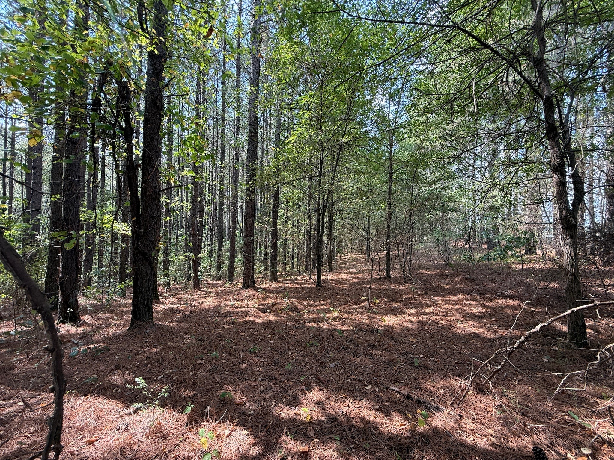 145 Brier Hill Road Ethridge, TN 38456 - Photo 12 of 64 a view of a forest with trees in the background