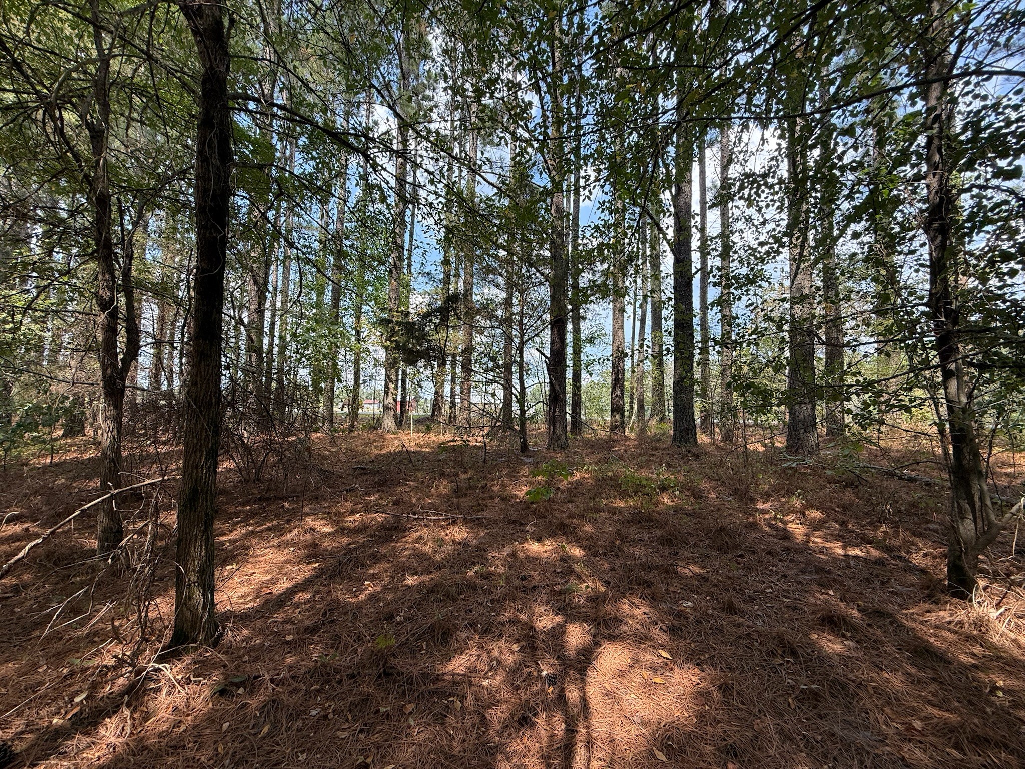145 Brier Hill Road Ethridge, TN 38456 - Photo 13 of 64 a view of forest