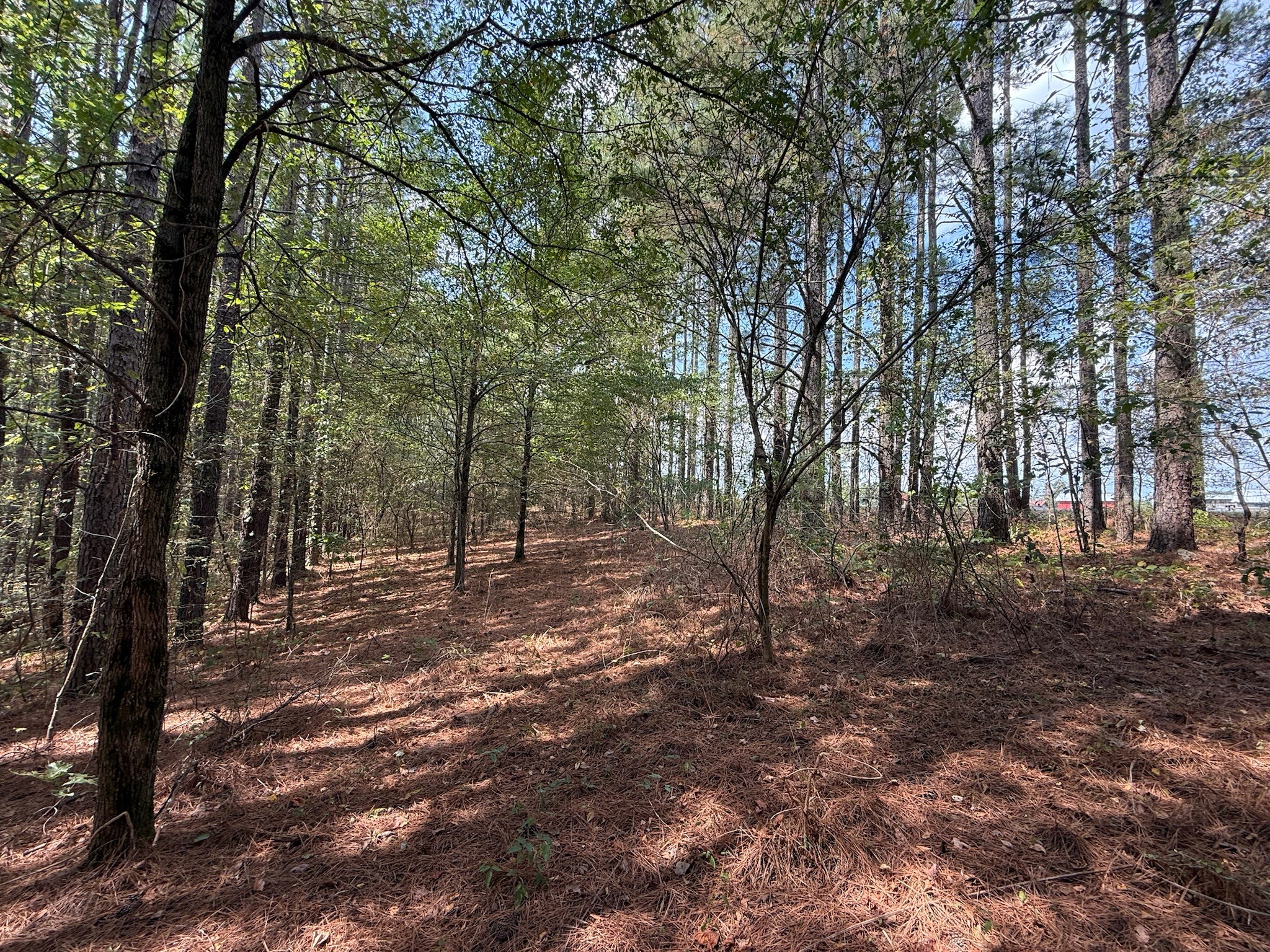 145 Brier Hill Road Ethridge, TN 38456 - Photo 14 of 64 a view of outdoor space with trees