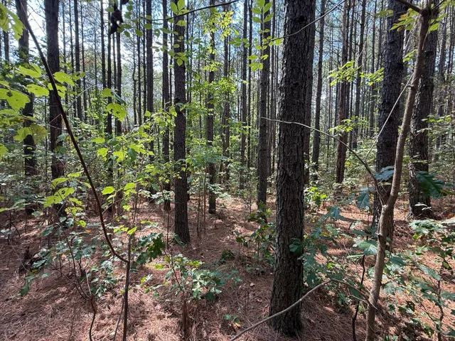 a view of a forest with trees
