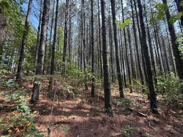 a view of a forest with trees