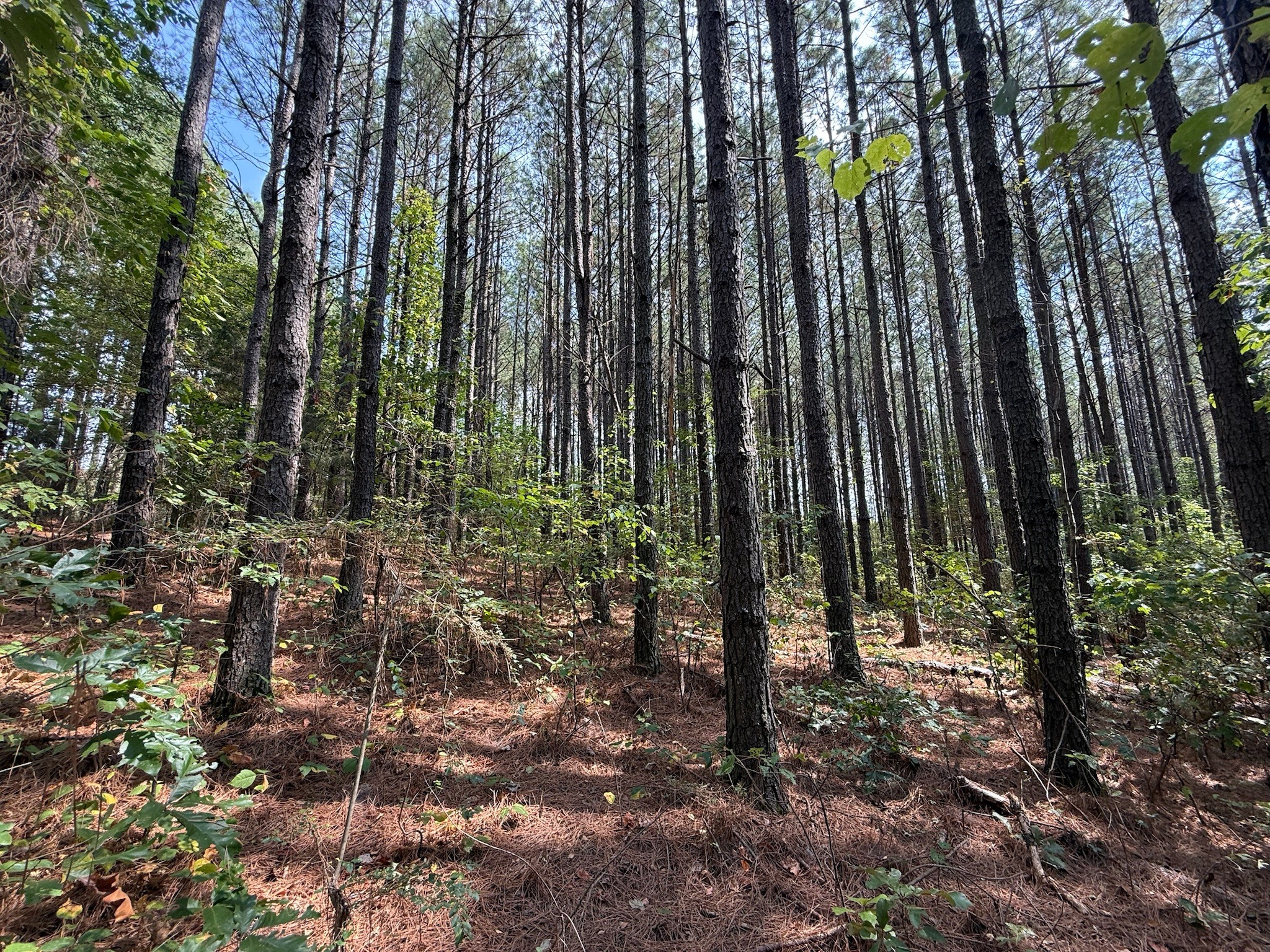 145 Brier Hill Road Ethridge, TN 38456 - Photo 16 of 64