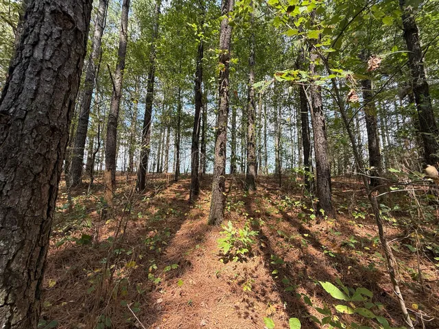 a view of a forest with trees in the background