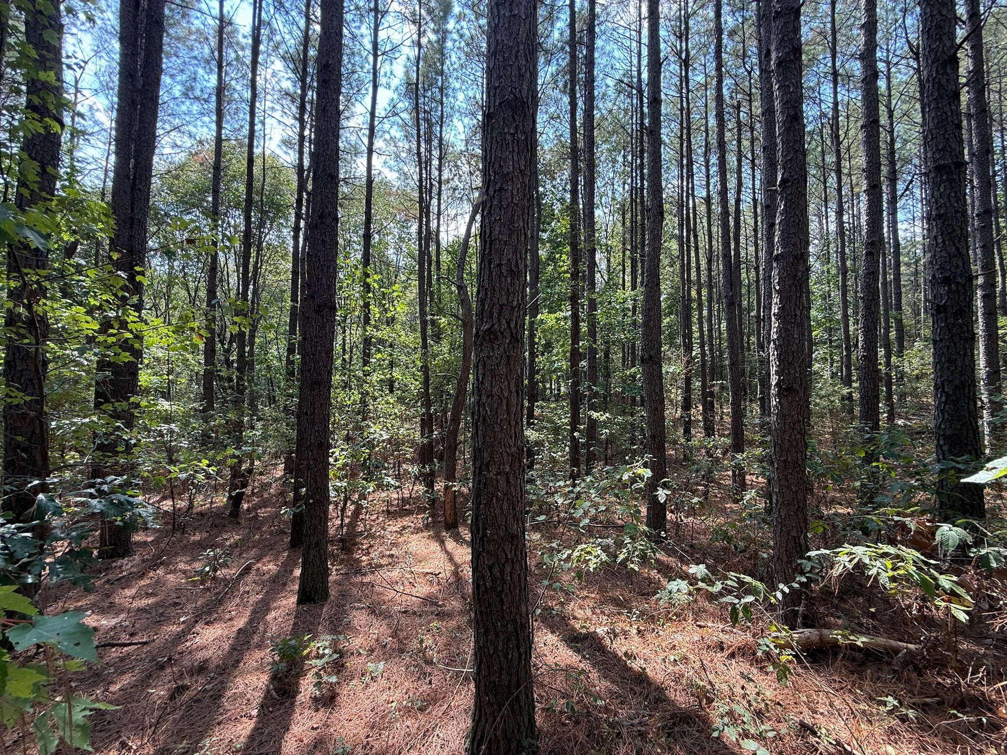 145 Brier Hill Road Ethridge, TN 38456 - Photo 18 of 64