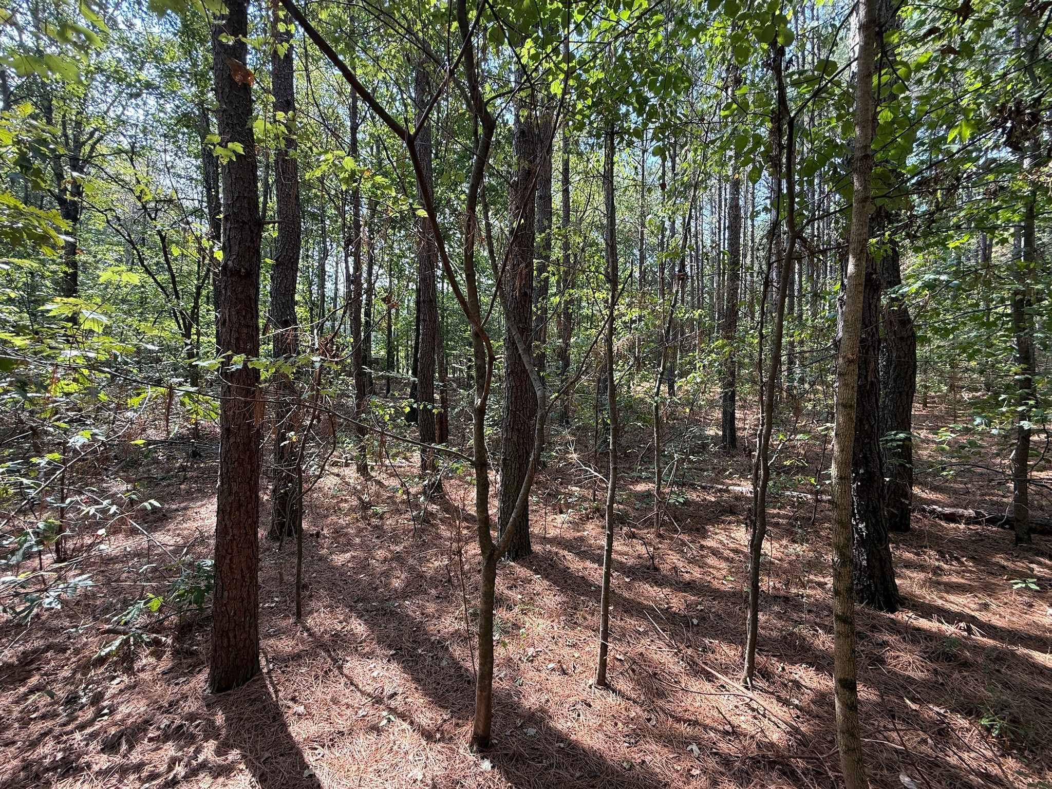 145 Brier Hill Road Ethridge, TN 38456 - Photo 19 of 64