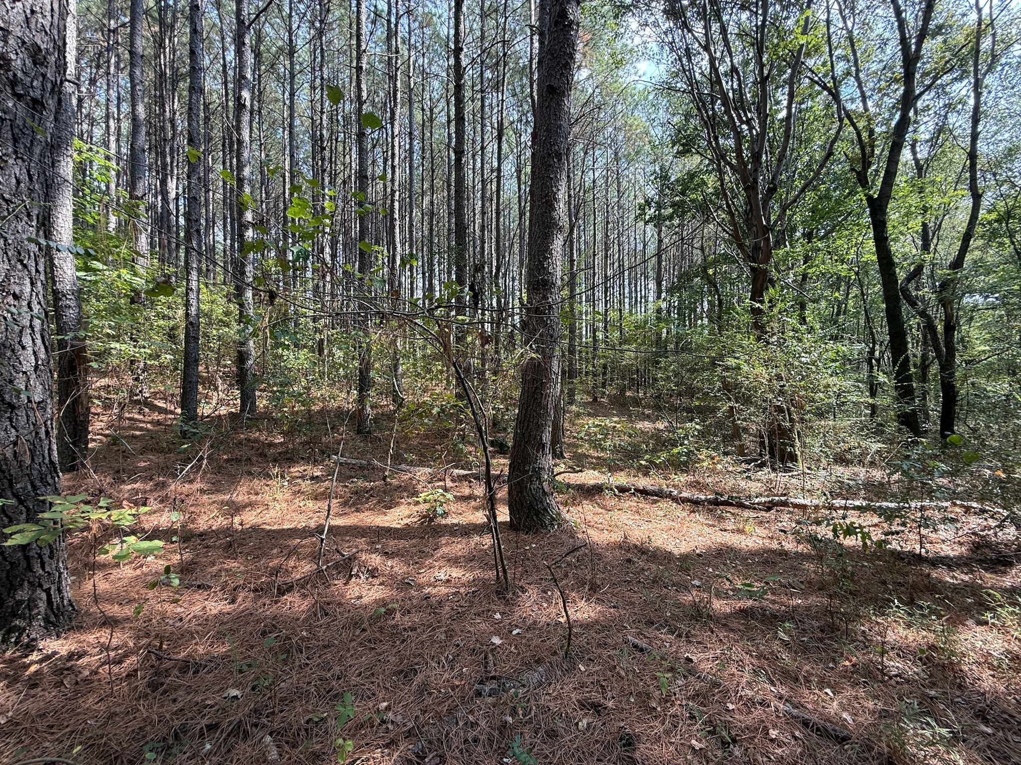 145 Brier Hill Road Ethridge, TN 38456 - Photo 20 of 64 a view of outdoor space with trees