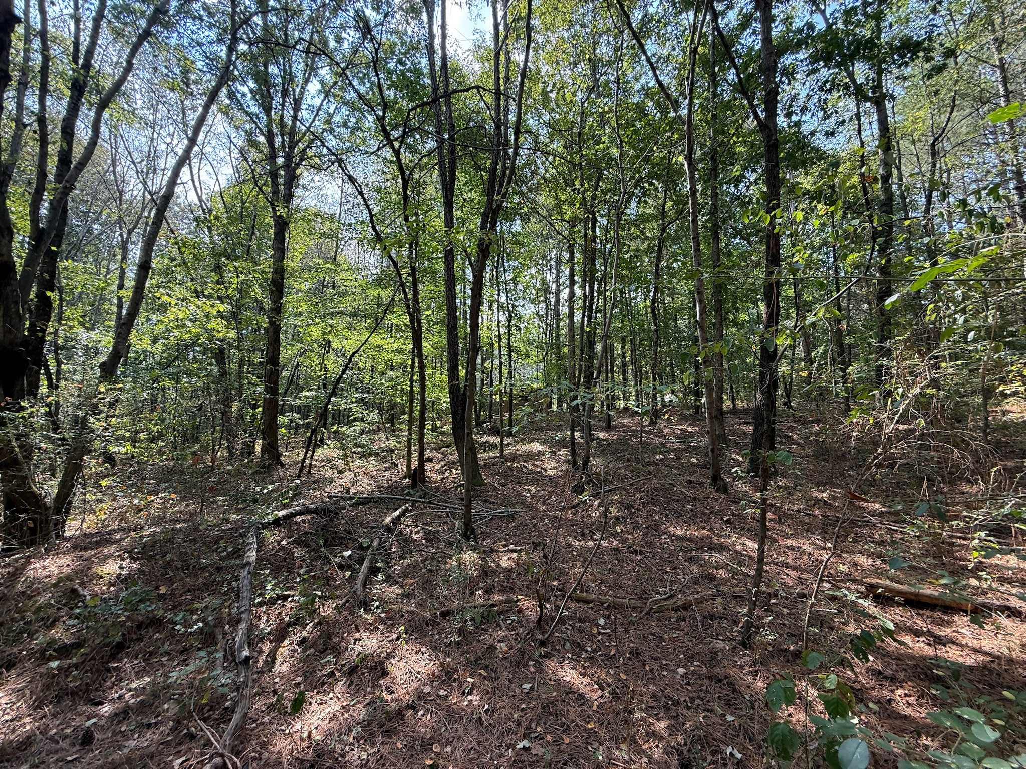145 Brier Hill Road Ethridge, TN 38456 - Photo 22 of 64 a view of a forest with trees