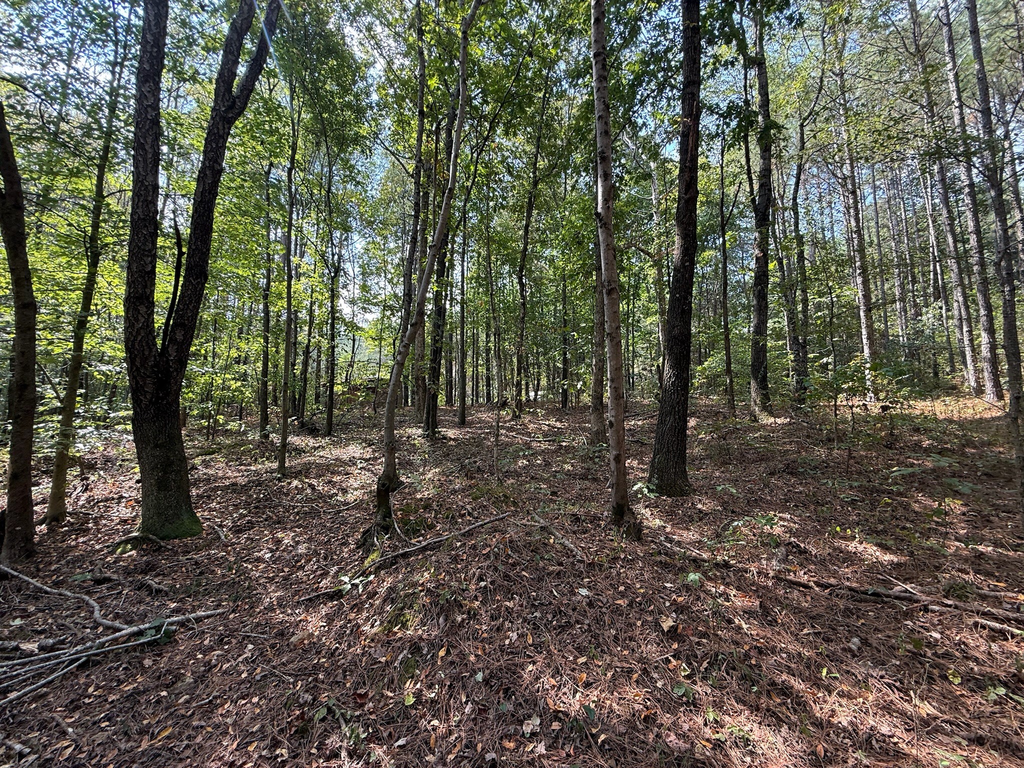 145 Brier Hill Road Ethridge, TN 38456 - Photo 23 of 64 a view of a forest with trees in the background
