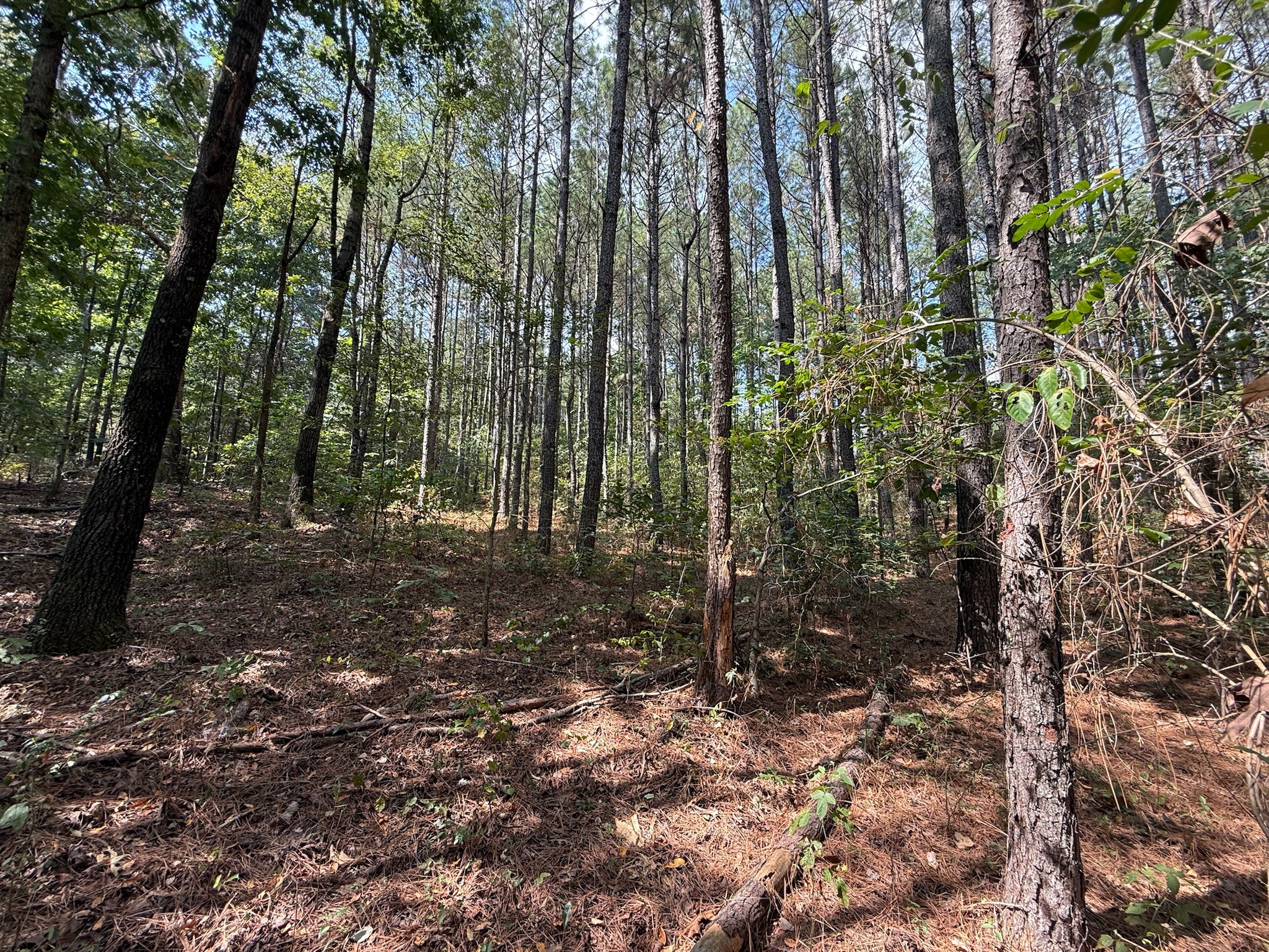 145 Brier Hill Road Ethridge, TN 38456 - Photo 24 of 64