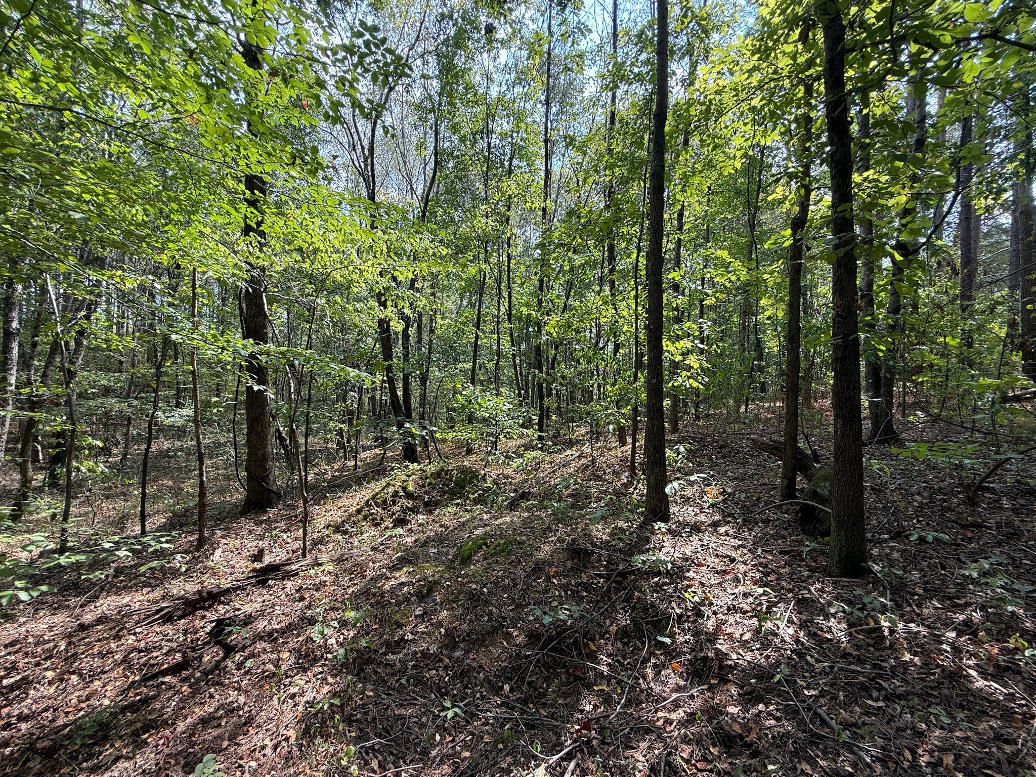 145 Brier Hill Road Ethridge, TN 38456 - Photo 25 of 64 a view of a forest with trees in the background