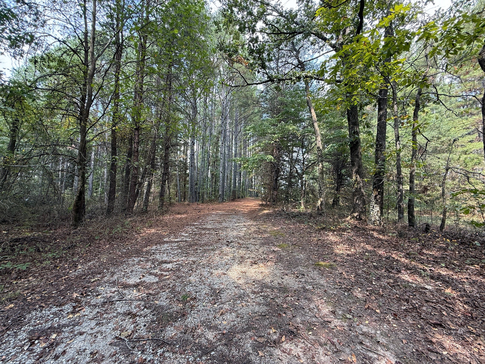 145 Brier Hill Road Ethridge, TN 38456 - Photo 27 of 64 a view of a forest with trees in the background