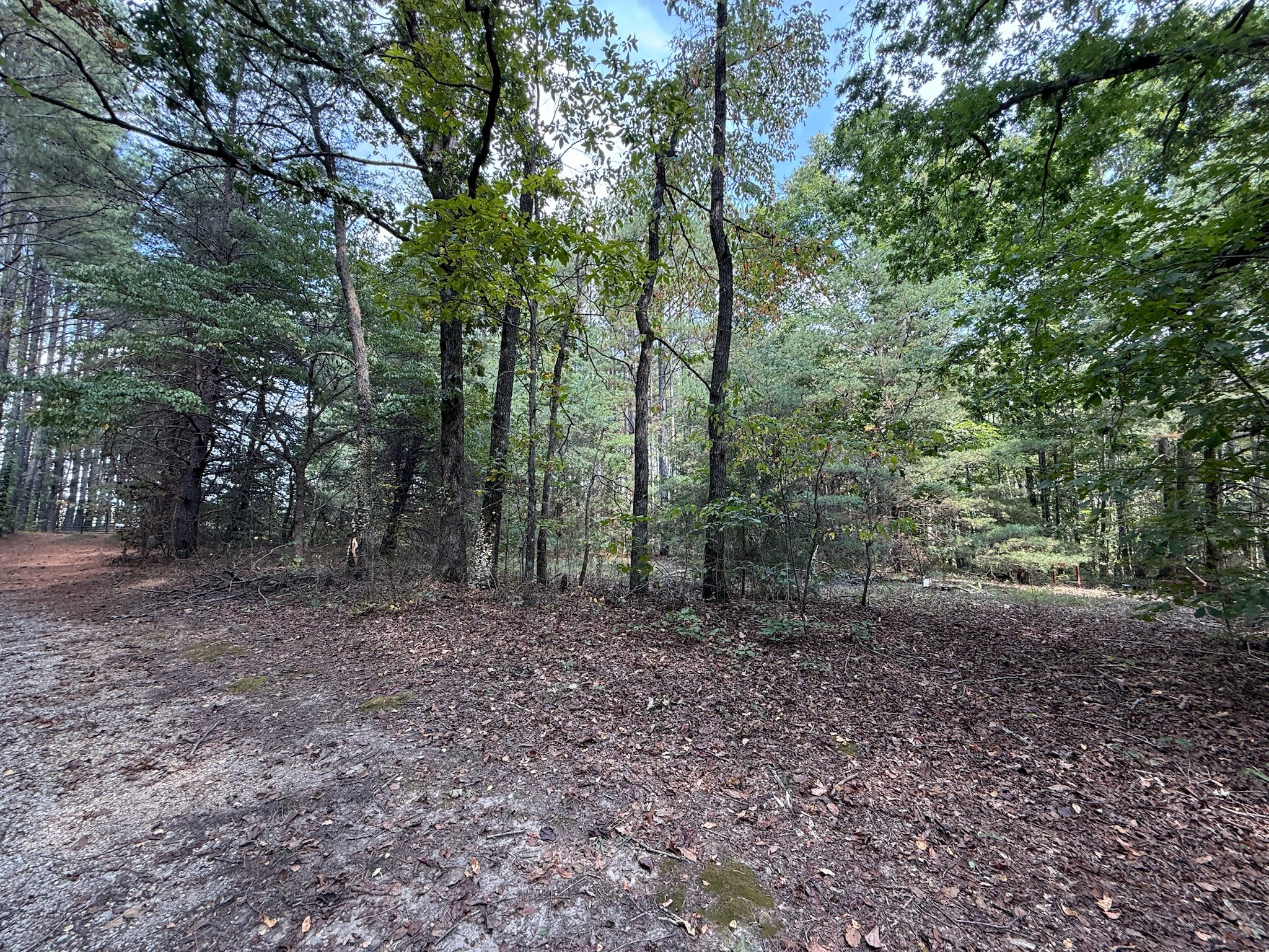145 Brier Hill Road Ethridge, TN 38456 - Photo 28 of 64 a view of a forest with trees in the background