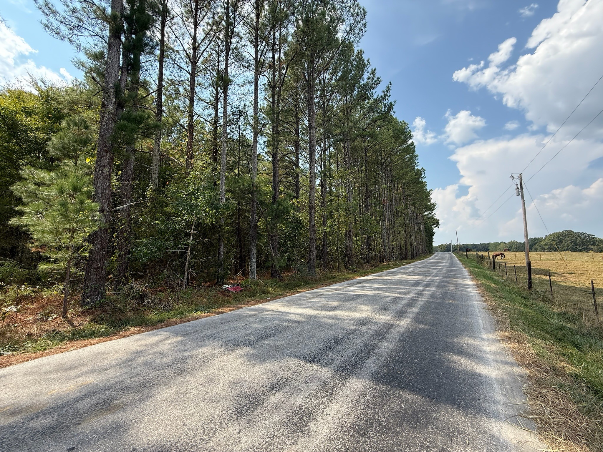 145 Brier Hill Road Ethridge, TN 38456 - Photo 4 of 64 a backyard of a house with lots of green space