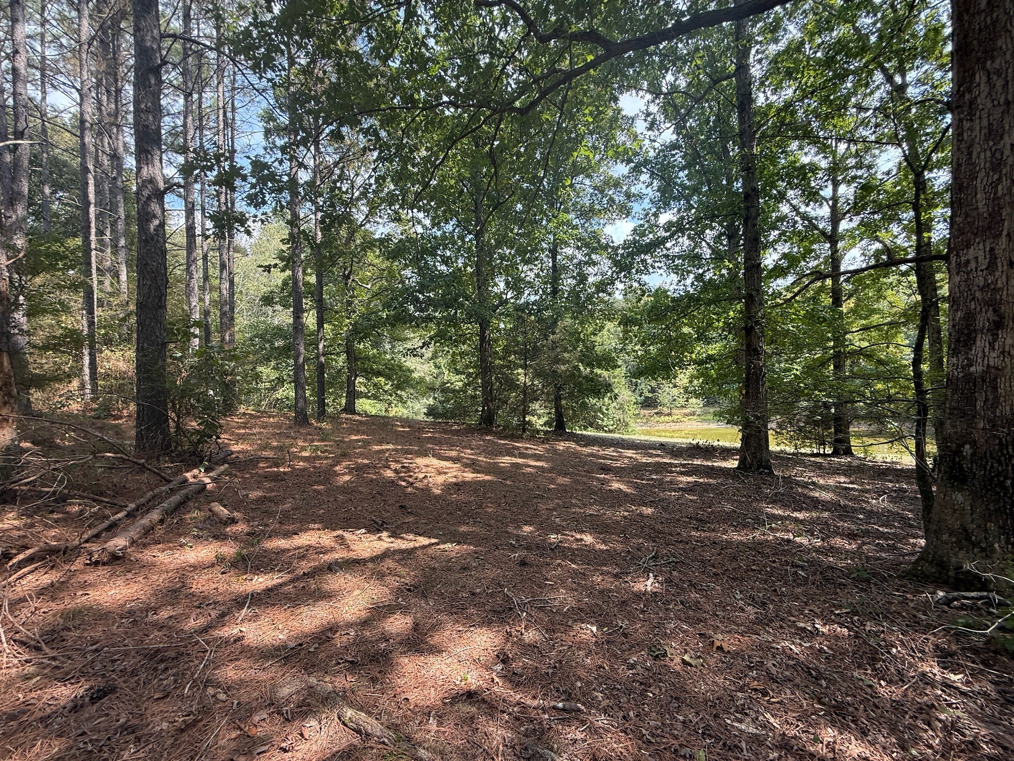 145 Brier Hill Road Ethridge, TN 38456 - Photo 42 of 64 a view of outdoor space and trees