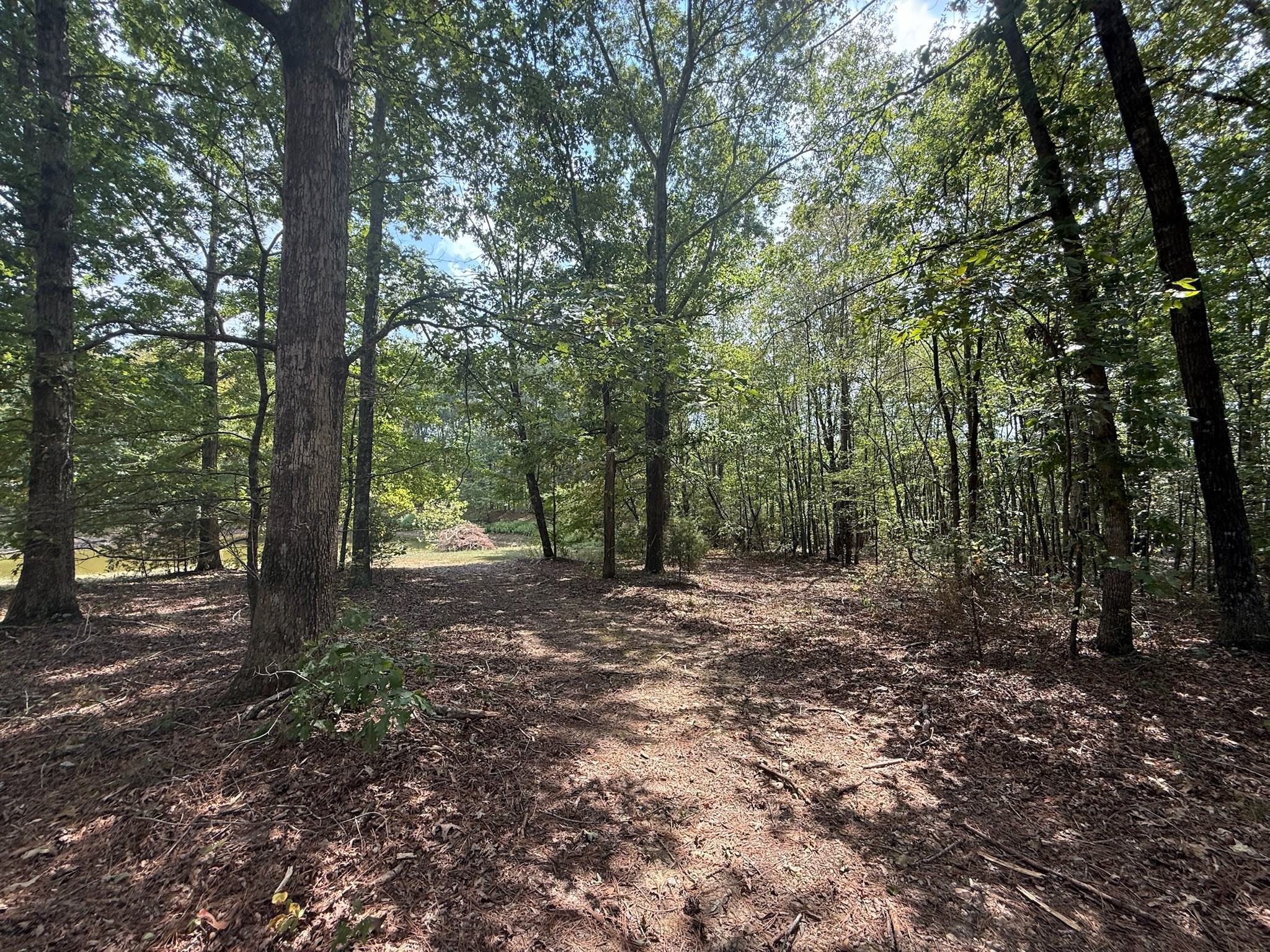 145 Brier Hill Road Ethridge, TN 38456 - Photo 43 of 64 a view of a forest with trees