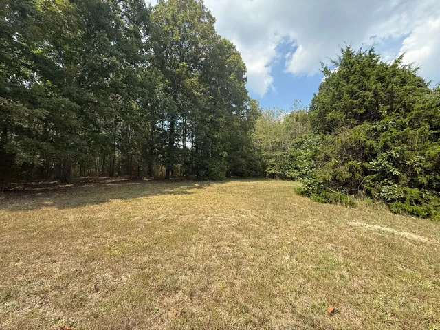 a view of a forest with trees in the background