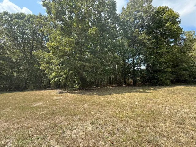 a view of a forest with trees